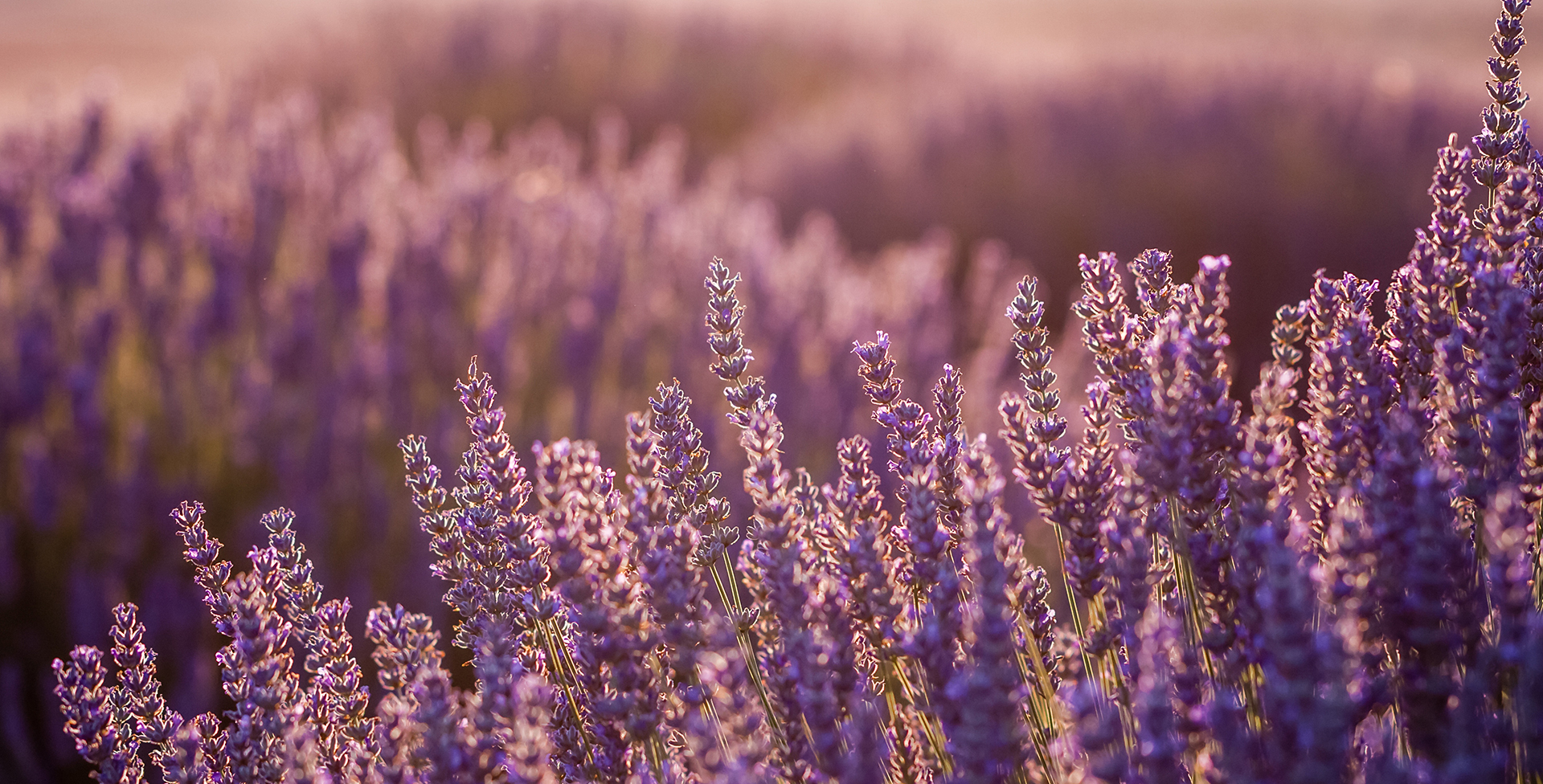 fragrance